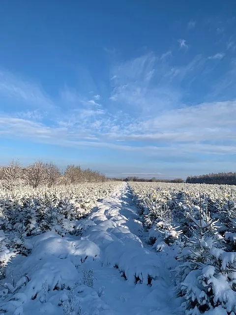 sövdemölla_gård_julgranar_vinter