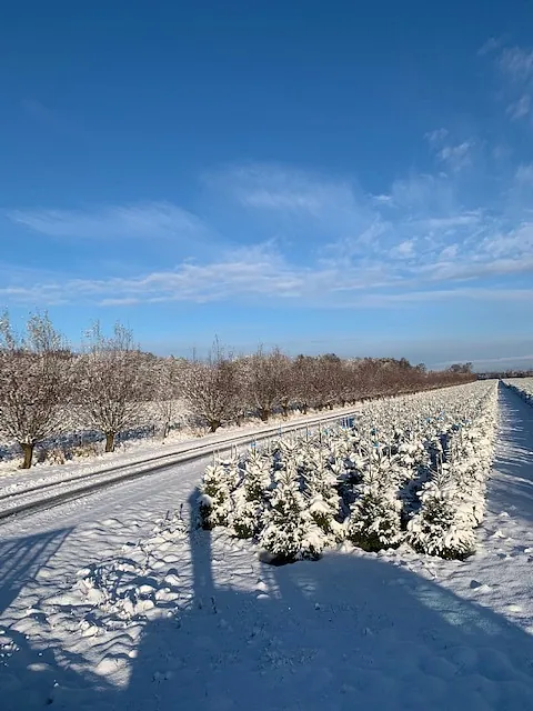 sövdemölla_gård_julgranar_vinter